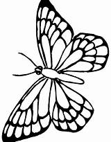 Moth Coloring Page At GetDrawings  Free Download sketch template