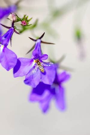 Small bouquet of purple flowers - Creative Commons Bilder