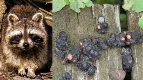 Does Racoon Poop Smell Like Dog Poop