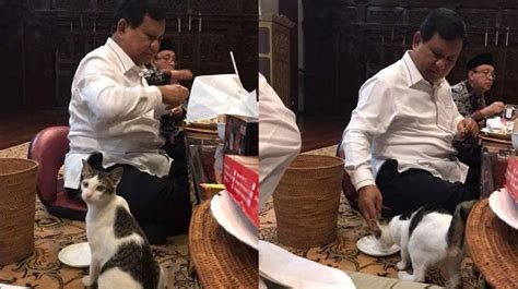 Suka Pelihara Kucing Seperti Prabowo, Manfaat Ini Bakal Anda Rasakan