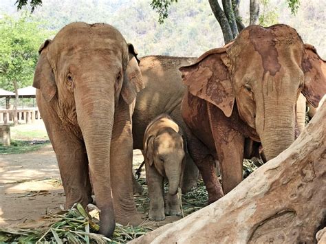 Ethical Elephant Interaction at Elephant Nature Park in Chiang Mai | Yoga, Wine & Travel