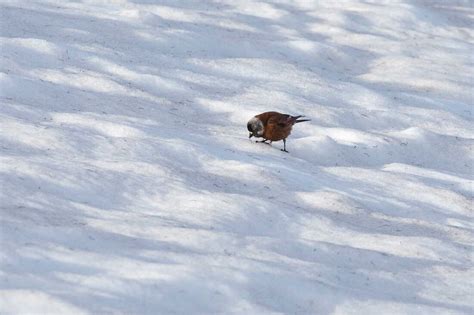 Summer Mystery: Glacier Ice Worms Rise Again In The Pacific Northwest : NPR