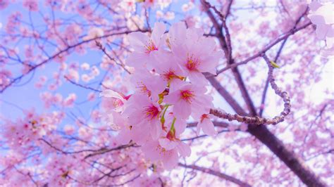 Sakura 4K Ultra HD Wallpapers - Top Free Sakura 4K Ultra HD Backgrounds - WallpaperAccess