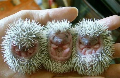 baby porcupines | Baby porcupine, Baby hedgehog, Cute animals