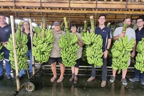 ARM Hub works with banana farmers to automate the industry - Food & Beverage Industry News