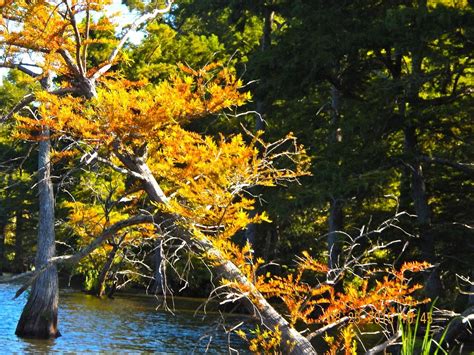 Reelfoot Lake State Park (Tiptonville) - All You Need to Know BEFORE You Go