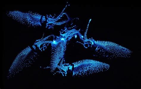 Firefly Squid Facts, Habitat, Diet, Adaptations, Pictures — western Pacific, bioluminescence ...