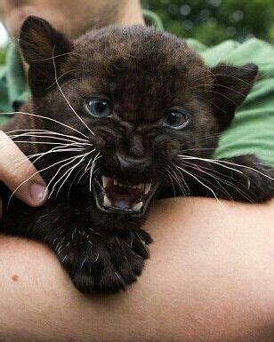 Black Panther kitten | Cute animals, Baby animals, Animals