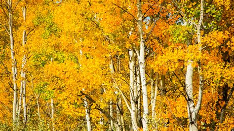 Download Tree Fall Birch Nature Forest HD Wallpaper