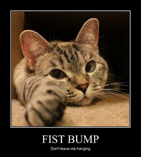 FIST BUMP Funny Cat Jokes, Cat Quotes Funny, Cat Memes, Funny Cats, Hilarious, Funny Cat Photos ...