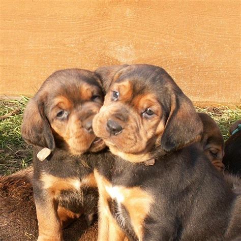 How Much Do Polish Hound Puppies Cost