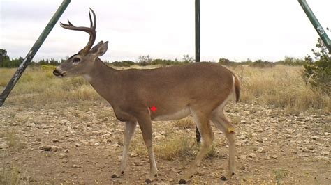 Aim Low, It's the Way To Go! | Western Whitetail | Big Game Hunting | Whitetail Territory