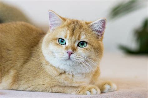 Cute Golden Cat Lying on Bed. Breed British Shorthair Cat with Green Eyes Stock Image - Image of ...