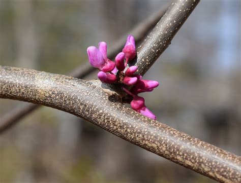 Eastern Redbud Tree - Free photo on Pixabay