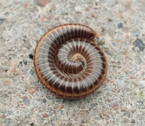 Myriapoda stock photo. Image of wildlife, ringworms, earwig - 8346482