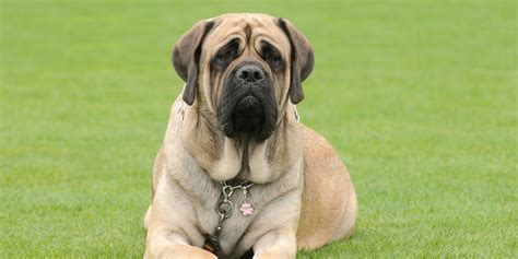 10 Different Types of Mastiff Dog Breeds – Comparison!