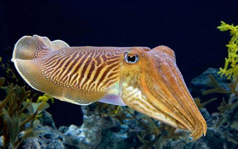 Cuttlefish: Masters Of Camouflage | Youngzine