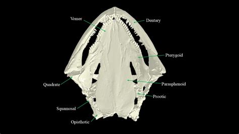 Necturus skull | Atlas of Comparative Vertebrate Anatomy