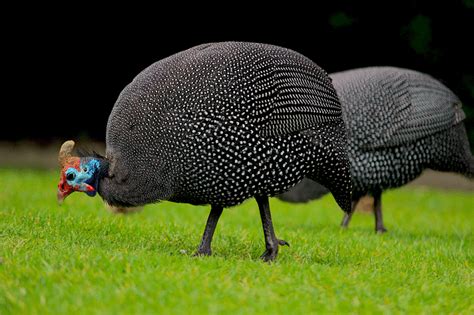 Guinea Fowl Sounds As The Alarm Call That Make Excellent ‘Watchdogs”