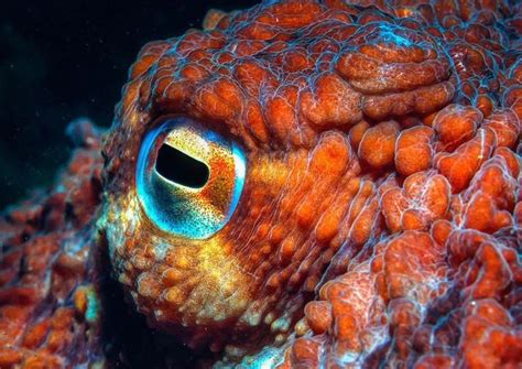 Octopus Eyes: Everything You Need To Know About Cephalopod Vision! | Octopus eyes, Octopus ...