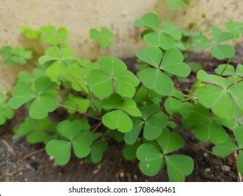 4 Marsilea Crenata Aquarium Images, Stock Photos & Vectors | Shutterstock