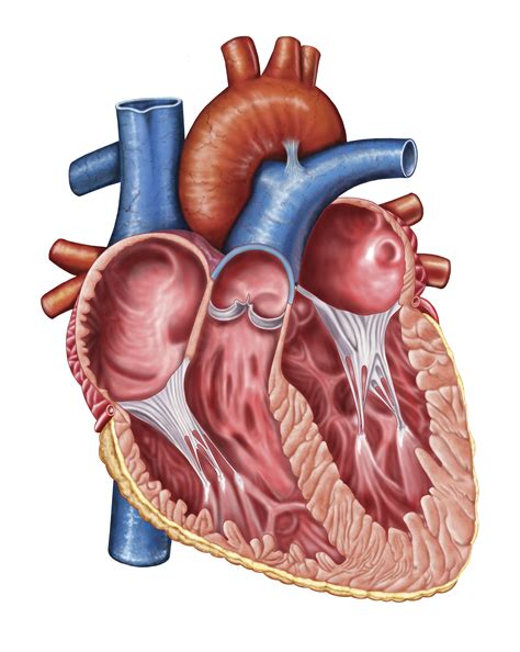 Aortic Regurgitation - A Leaky Valve