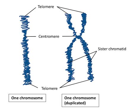 Haploid Cell | Overview, Life Cycle & Examples | Study.com