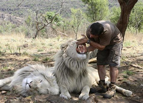 The 'Lion Whisperer' Kevin Richardson plays with a White Lion : pics