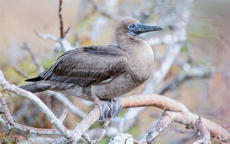 Booby Red-Footed (sula sula) juvenile - Galapagos - World Bird Photos