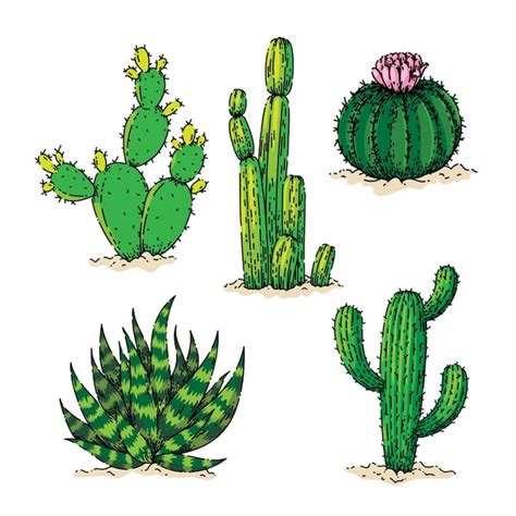 Free Vector | Cactus dessert sketch hand drawn vector