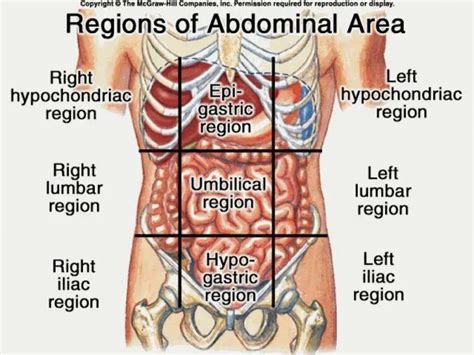 Abdominal Female Anatomy Pdf