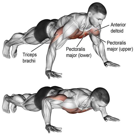 Comment effectuer des pompes (avec images) | Musculation, Musculation cuisse, Entrainement ...