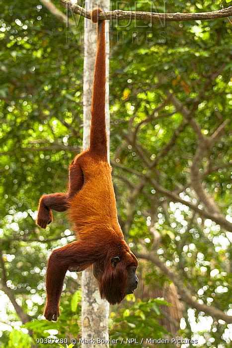 Minden Pictures - Red Howler Monkey (Alouatta seniculus) hanging by prehensile tail Captive at ...