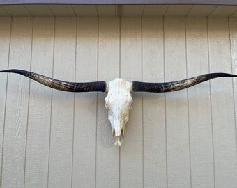 Longhorn Steer Skull With 5 Feet 5 Inch Wide Unpolished Horns Cow Bull ...