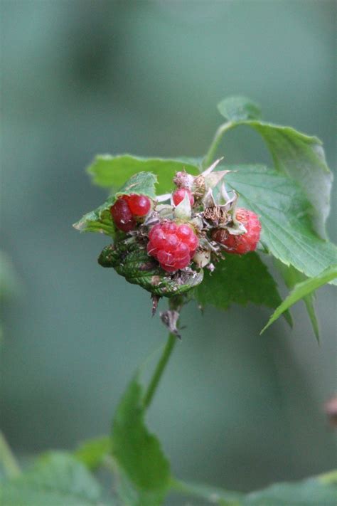 Raspberry Plant Photos, Download The BEST Free Raspberry Plant Stock ...