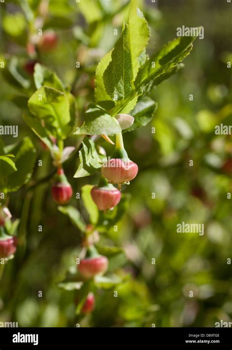 Vaccinium myrtillus Stock Photo - Alamy