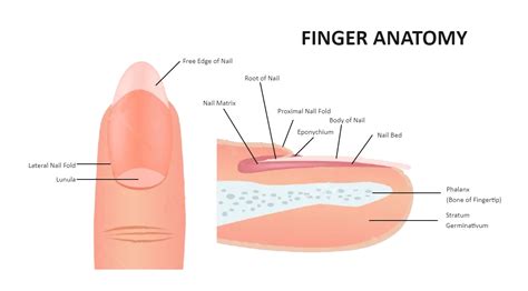 Pin on Science Diagram Ideas & Templates