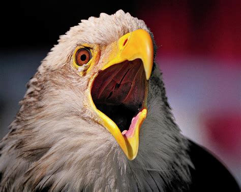 Screaming Eagle I Photograph by Bill Dodsworth - Fine Art America