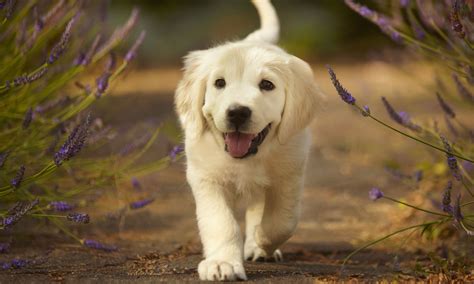 A Definitive Ranking of the 25 Cutest Dog Breeds