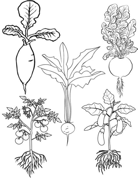 Free Coloring Pages Of Vegetable Gardens