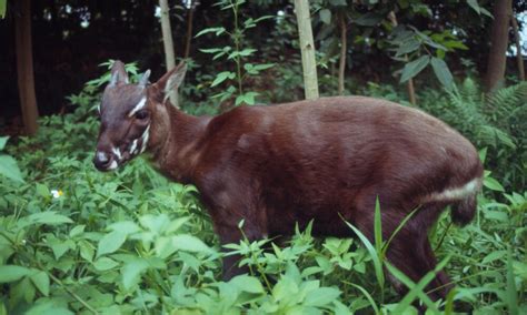 Saola | Photos | WWF