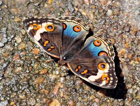 Butterfly with eyespots | Flickr - Photo Sharing!