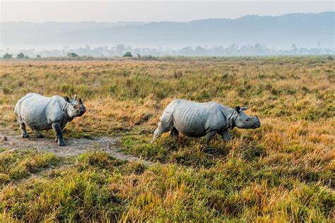 Assam: Kaziranga National Park to remain open for 10 months - News Live