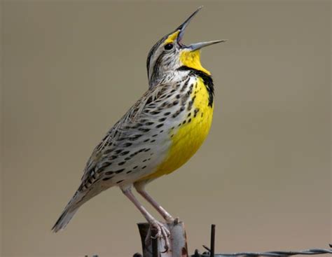 Western Meadowlark ~ Birds World