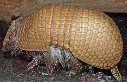 Southern three-banded armadillo - Wikipedia