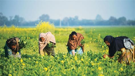 Land reforms needed for Punjab’s marginalised farmers, farm workers: Study