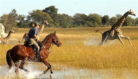 The Best Horseback Riding Safaris In Botswana | AFKTravel