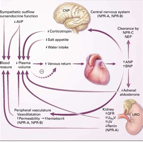 (PDF) Natriuretic Peptides