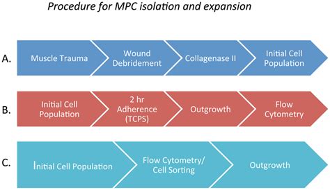 Outline of the procedure for isolating progenitor cells from... | Download Scientific Diagram