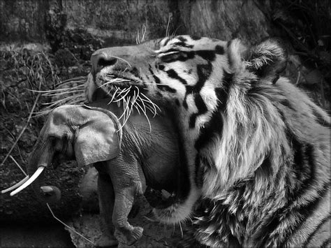 B&W Tiger Eating An Elephant | B&W Tiger Eating An Elephant,… | Flickr